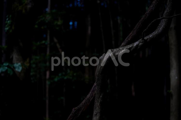 静寂な森の捻れた木の幹 木,冬,静寂の写真素材