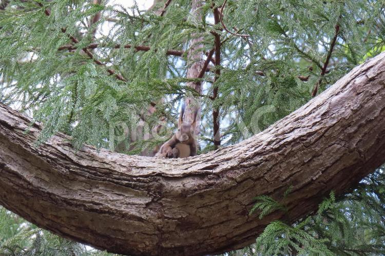 こちらを見つめる野生のエゾリス エゾリス,栗鼠,齧歯類の写真素材