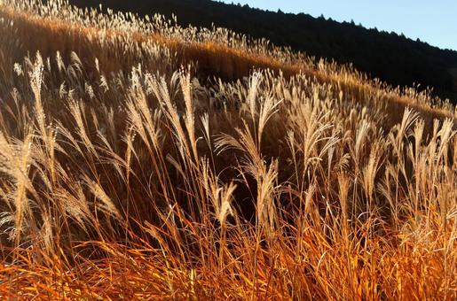 仙石原のススキ 仙石原,ススキ,すすきの写真素材