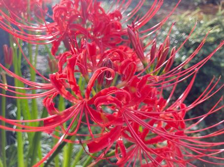 Photo, autumn, cluster amaryllis, marlin, 