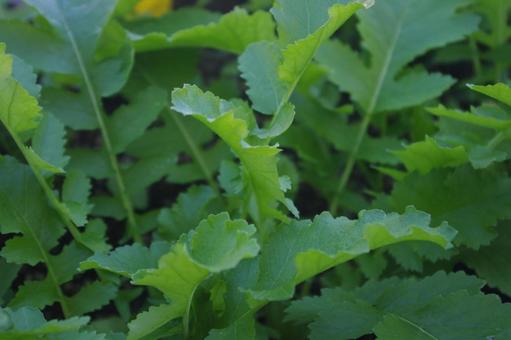 菜園の大根の葉　1 ダイコン,大根,葉の写真素材