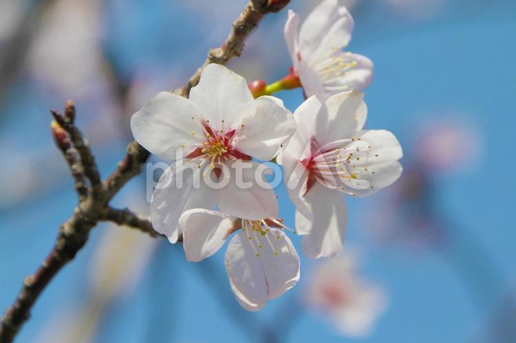 開花し始めた桜と青空 桜,サクラ,春の写真素材