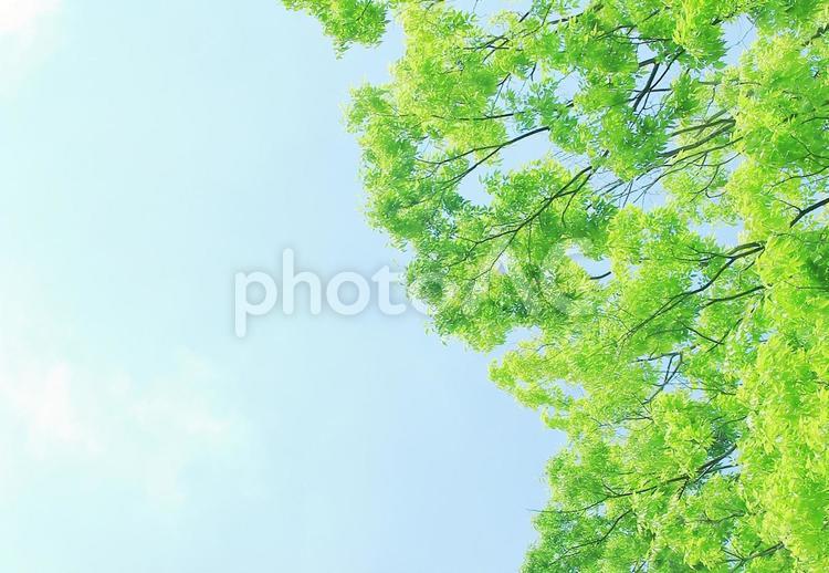 眩しい新緑と青空1 新緑,若葉,新芽の写真素材