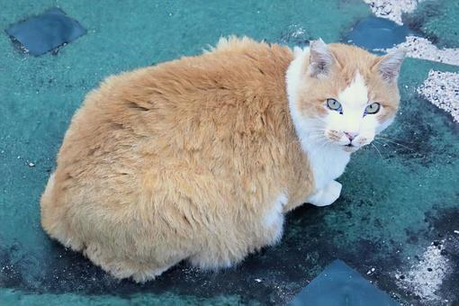 丸々した姿 猫,動物,風景の写真素材