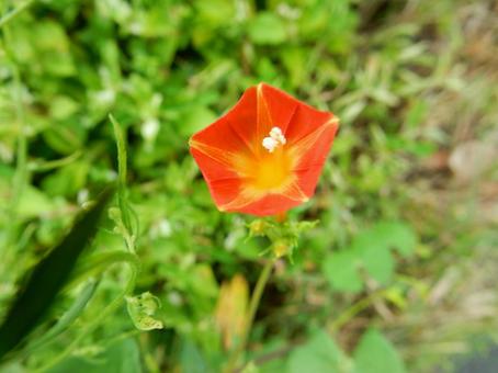 【花の写真】 マルバルコウソウ 【花の写真】 マルバルコウソウ マルバルコウソウ,丸葉縷紅草,花の写真素材