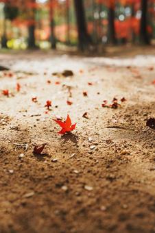 紅葉 紅葉,秋,景色の写真素材