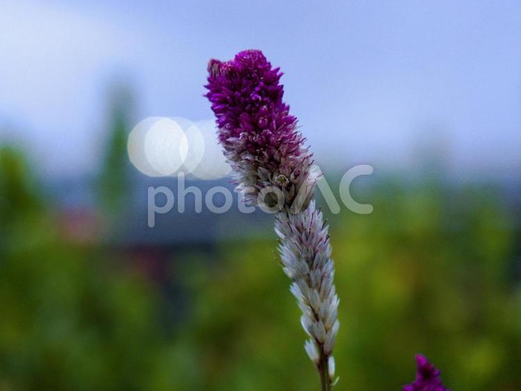 公園で見かける植物 植物,紫色,自然の写真素材