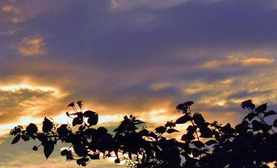 秋の夕暮れと葉のシルエット 秋の夕暮れと葉のシルエットの写真