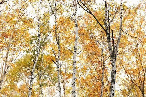 白い背景の紅葉と白い木の写真