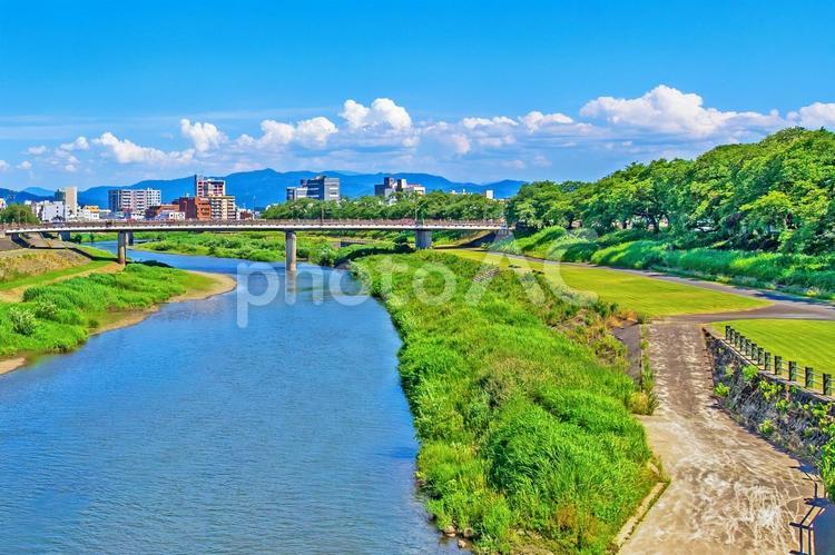 夏の足羽川のサクラ並木 足羽川,福井,川の写真素材