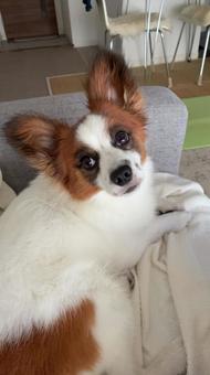 毛並みが良い犬 毛並みが良い犬の写真