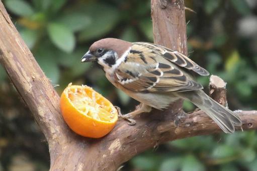 とまり木のスズメ 自然,野鳥,小鳥の写真素材