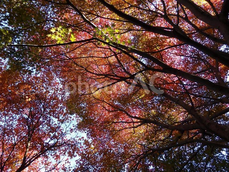 静岡県　伊豆　紅葉 風景,景色,空の写真素材