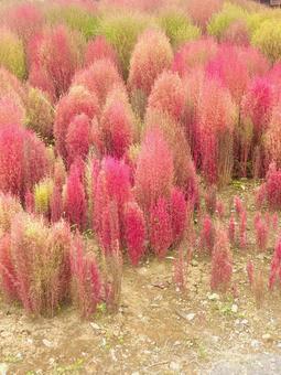 赤くなり出したコキア　縦 コキア,植物,赤の写真素材