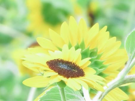 横から見た向日葵の花 横から見た向日葵の花の写真
