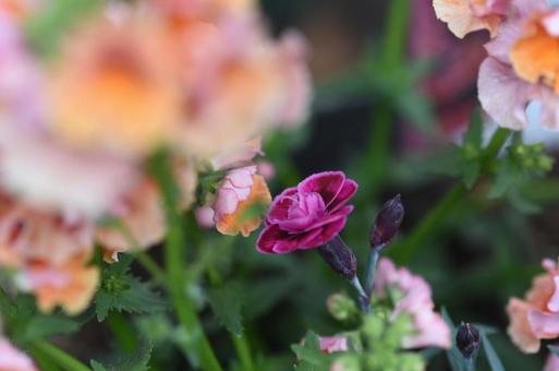花3 花3の写真