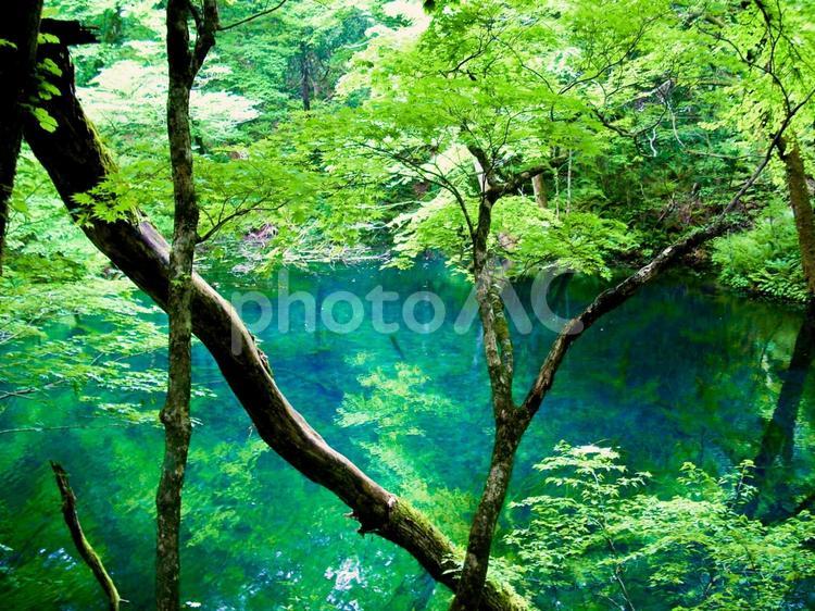 十二湖　青森県　10 緑,葉,植物の写真素材