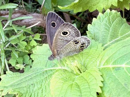 紫蘇の葉にとまるヒメウラナミジャノメ01 紫蘇の葉にとまるヒメウラナミジャノメ01 姫裏波蛇目,ヒメウラナミジャノメ,蝶の写真素材