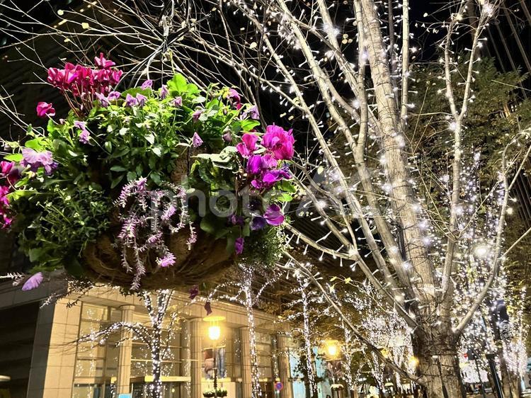 花とイルミネーションが輝く丸の内仲通り 丸の内仲通り,東京,丸の内の写真素材