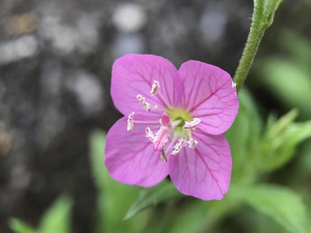 神田川4月:ユウゲショウの花 2025 神田川4月:ユウゲショウの花 2025の写真