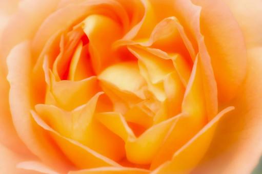 「絆」が花言葉、オレンジ色の薔薇 「絆」が花言葉、オレンジ色の薔薇の写真