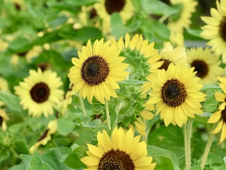 sunflower, JPG sunflower, JPG