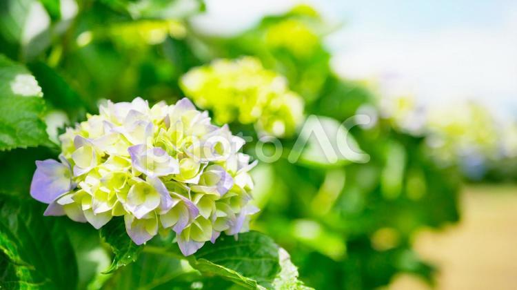 咲き始めたアジサイ.5 あじさい,アジサイ,紫陽花の写真素材