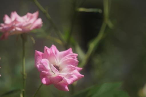 薔薇 薔薇の写真