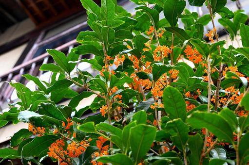 キンモクセイ 金木犀,キンモクセイ,香りの写真素材