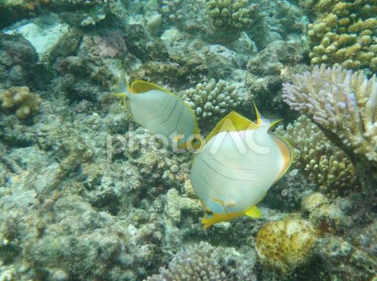 珊瑚礁と熱帯魚 水中,魚,サンゴの写真素材