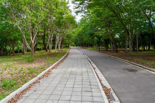 緑地公園の風景⑼ 緑地公園の風景⑼ 樹木,木,緑の写真素材