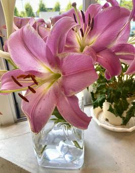 ゆり 花瓶  ゆり 花瓶  ゆり,花瓶,ピンクのゆりの写真素材