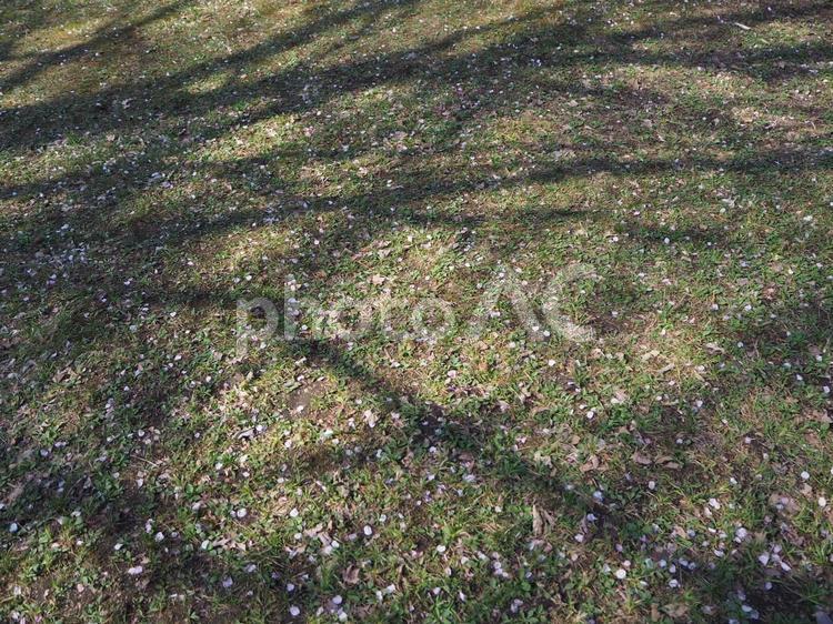 桜の散る芝生2 芝生,桜,草の写真素材
