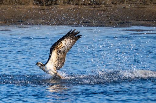 ミサゴ(93) 鳥,ミサゴ,ウオタカの写真素材