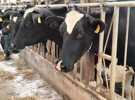 Holstein, JPG Holstein, JPG