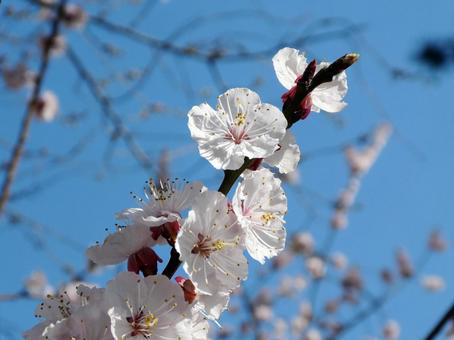 桜開花 桜開花の写真