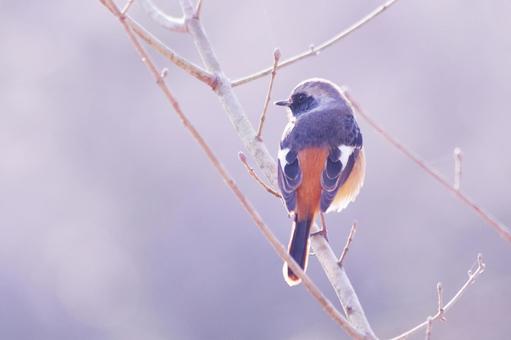 枝にとまるジョウビタキのオス 枝にとまるジョウビタキのオスの写真