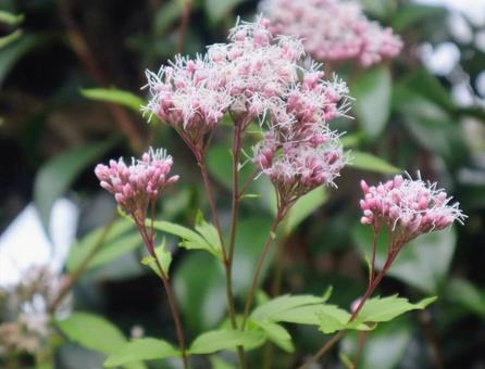 地域の活性化に貢献 藤袴,花,flowerの写真素材