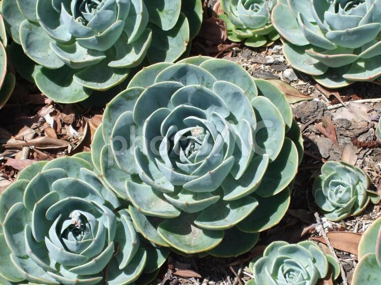 バラの花のような多肉植物 多肉植物,植物,緑の写真素材