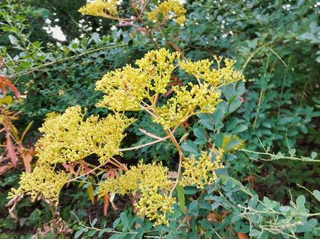 オミナエシの黄色い花 オミナエシの黄色い花 オミナエシ,花,夏の写真素材
