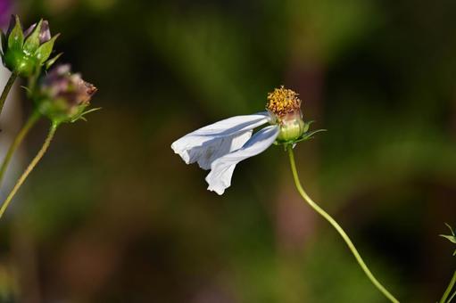 散り際 コスモス,風,揺れるの写真素材