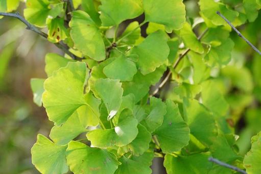 イチョウの写真