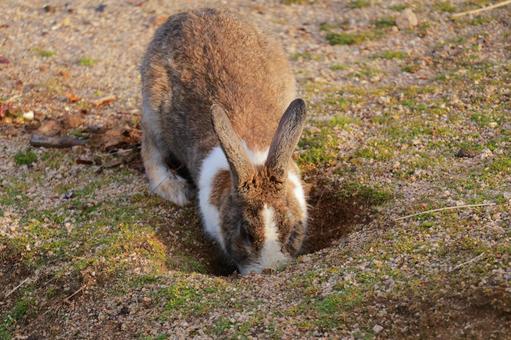 Photo, rabbit, animal, wild animals, 