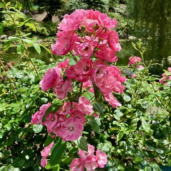 花★薔薇(バラ アンアンジェラ 花★薔薇(バラ アンアンジェラ 花,薔薇,ガーデニングの写真素材