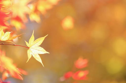 色づく紅葉 色づく紅葉の写真