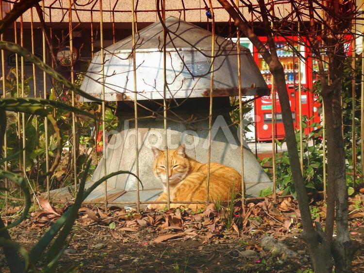 トラのような縞模様を持つネコ ネコ,虎猫,トラネコの写真素材