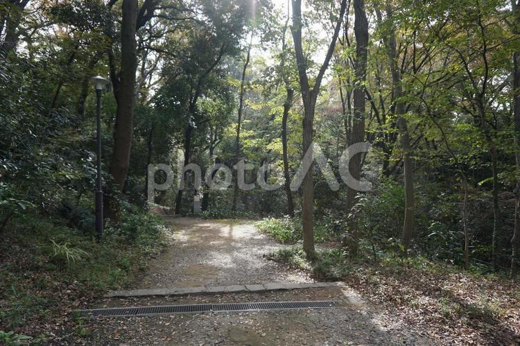 等々力渓谷　歩道と木々 等々力渓谷,等々力,渓谷の写真素材