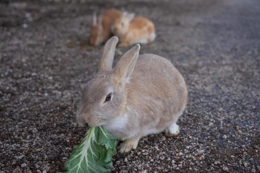 Okunoshima rabbit eating cabbage, JPG Okunoshima rabbit eating cabbage, JPG