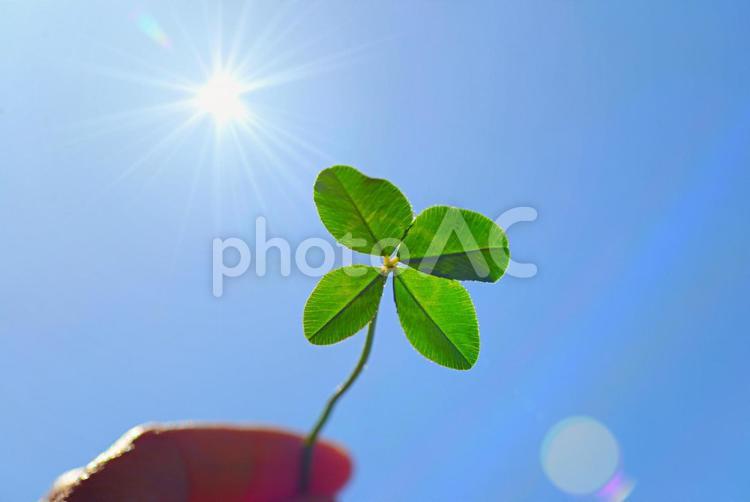 四つ葉のクローバーと青空と光 四つ葉のクローバー,青空,クローバーの写真素材