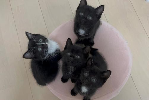 黒猫4兄妹2 黒猫,子猫,４匹の写真素材